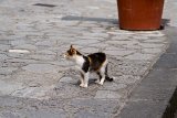 ILCE-6500-20190522-DSC06431 : 2019, Amalfi Coast, Italy, Ravello, animals, cat