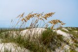 ILCE-7M4-20240910-DSC07209 : 2024, Sirna Reunion Board, Sunset Beach, _print, beach, flowers & plants, sea oats