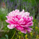 Flower 3  Green Hope High Prom 2015 : Alison Prom 2015 Green Hope High School, Flower