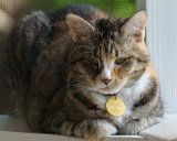 ILCE-6000-20170909-DSC03913  Celebrating Susan's & Amy's birthday 2017 : 2017, Jazz cat, animals, birthday