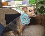 ILCE-6500-20170909-DSC00880  Celebrating Susan's & Amy's birthday 2017 : 2017, Canon FD 17mm 1:40 SSC, Lens, Pipa dog, birthday