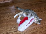 E8700-20071222-DSCN4710  Jazz attacks Santa's hat : 2007, Christmas, Jazz cat, animals