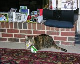 E8700-20101225-DSCN6695 : 2010, Christmas, Jazz cat, animals