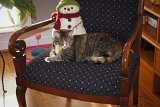 SLT-A33-20111224-DSC01524  Jazz : 2011, Christmas, Jazz cat, animals