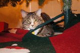 SLT-A33-20111225-DSC01550 : 2011, Christmas, Jazz cat, animals