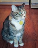 100 HS-20121224-IMG 0829 : 2012, Christmas, Jazz cat, animals