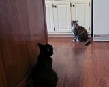 100 HS-20121224-IMG 0837 : 2012, Christmas, Jazz cat, Max cat, animals