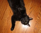 100 HS-20121224-IMG 0847 : 2012, Christmas, Max cat, animals