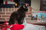 Max plays in the wrapping 2  Max the cat plays with wrapping paper xmas 2014 : 2014, Christmas, Max cat, animals