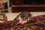 ILCE-6000-20151225-DSC02350 : 2015, Christmas, Jazz cat, animals