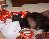 ILCE-6000-20161225-DSC03561 : 2016, Christmas, Max cat