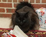 ILCE-6500-20171225-DSC01050 : 2017, Christmas, Max cat, animals