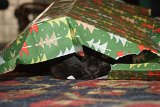 ILCE-6500-20171225-DSC01054 : 2017, Christmas, Max cat, animals