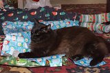 ILCE-6500-20181225-DSC04019 : 2018, Christmas, Max cat, animals