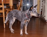 ILCE-6500-20201225-DSC07177 : 2020, Christmas, Salsa dog