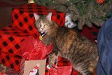 ILCE-6500-20201225-DSC07188 : 2020, Christmas, Jazz cat, animals