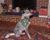 ILCE-6500-20211223-DSC07577 : 2021, Christmas, Salsa dog, animals