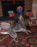 ILCE-6500-20211223-DSC07592 : 2021, Alison, Christmas, Salsa dog, animals