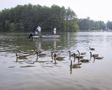104-0489 IMG : 2000, July 4th, geese