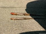 Skinks Sunning  2 skinks : skink