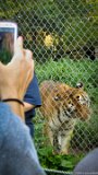 Tiger Ear Rub  Carolina Tiger Rescue 2013 : tiger