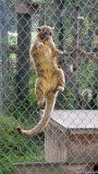Kinkajou  Carolina Tiger Rescue 2013 : kinkajou