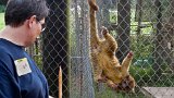 Kinkajou Inversion  Carolina Tiger Rescue 2013 : kinkajou