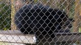 Binturong Blur  Carolina Tiger Rescue 2013 : binturong