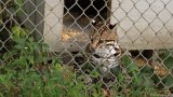 100 HS-20130825-IMG 2945  Carolina Tiger Rescue 2013 : ocelot