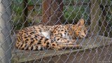 Serval Lounge  Carolina Tiger Rescue 2013 : serval