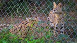 Servals Seek  Carolina Tiger Rescue 2013 : serval