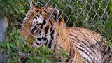 Tiger Attention 2  Carolina Tiger Rescue 2013 : tiger