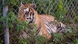Tiger Attention 3  Carolina Tiger Rescue 2013 : tiger