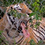 Tiger Yawn  Carolina Tiger Rescue 2013 : tiger
