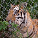 Tiger Pant  Carolina Tiger Rescue 2013 : tiger