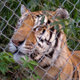 Tiger Snooze  Carolina Tiger Rescue 2013 : tiger
