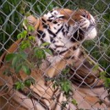 Tiger Scratch  Carolina Tiger Rescue 2013 : tiger