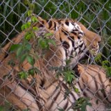 Tiger Tired  Carolina Tiger Rescue 2013 : tiger