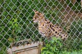 Serval Profile  Carolina Tiger Rescue 2013 : serval