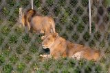 Lioness In Charge  Carolina Tiger Rescue 2013 : lion