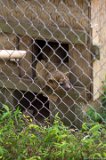 Kinkajou  Carolina Tiger Rescue 2013 : kinkajou