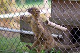 Kinkajou  Carolina Tiger Rescue 2013 : kinkajou