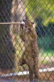 Kinkajou Banana  Carolina Tiger Rescue 2013 : kinkajou