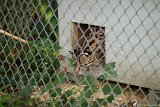 SLT-A33-20130825-DSC07587  Carolina Tiger Rescue 2013 : ocelot