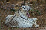 White Tiger Boring  Carolina Tiger Rescue 2013 : tiger, white, white tiger