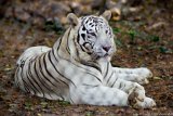 White Tiger Repose 3  Carolina Tiger Rescue 2013 : tiger, white, white tiger