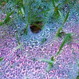 Spider Nest  Spider nest in backyard : spider nest