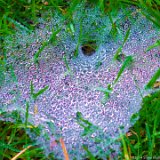 Spider Nest  Spider nest in backyard : spider nest