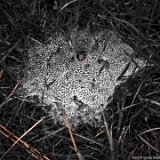 Spider Nest  Spider nest in backyard : spider nest