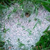 Spider Nest 1  Spider Nest : spider nest